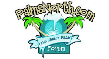 PalmsNorth.com Cold Hardy Palm Forum